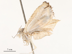  ( - CBG-B14785-E09)  @11 [ ] CreativeCommons - Attribution Share - Alike (2025) CBG Photography Group Centre for Biodiversity Genomics