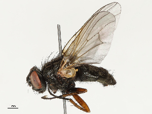  ( - CBG-B14788-A01)  @11 [ ] CreativeCommons - Attribution Share - Alike (2025) CBG Photography Group Centre for Biodiversity Genomics