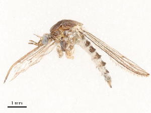  ( - CBG-B14788-H09)  @11 [ ] CreativeCommons - Attribution Share - Alike (2025) CBG Photography Group Centre for Biodiversity Genomics