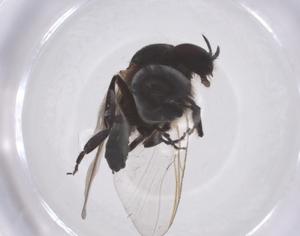  ( - CBG-B14837-F08)  @11 [ ] CreativeCommons - Attribution Share - Alike (2025) Centre for Biodiversity Genomics Centre for Biodiversity Genomics