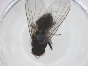  ( - CBG-B14865-D06)  @11 [ ] CreativeCommons - Attribution Share - Alike (2025) Centre for Biodiversity Genomics Centre for Biodiversity Genomics