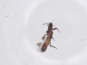  ( - CBG-B17226-B05)  @11 [ ] CreativeCommons - Attribution Share - Alike (2025) Centre for Biodiversity Genomics Centre for Biodiversity Genomics