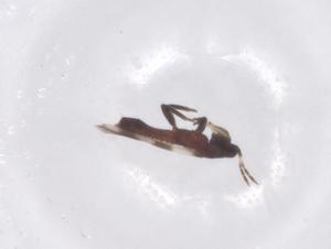  ( - CBG-B17254-G06)  @11 [ ] CreativeCommons - Attribution Share - Alike (2025) Centre for Biodiversity Genomics Centre for Biodiversity Genomics