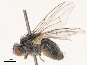  ( - CBG-B17283-E11)  @11 [ ] CreativeCommons - Attribution Share - Alike (2025) CBG Photography Group Centre for Biodiversity Genomics