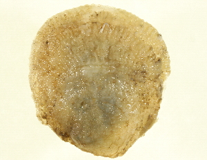  ( - 10BCMOL-00215)  @12 [ ] Unspecified (default): All Rights Reserved  Unspecified Unspecified