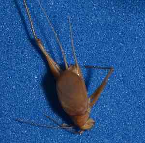  (Phalangopsinae - BCMS-0211)  @12 [ ] Unspecified (default): All Rights Reserved  Unspecified Unspecified