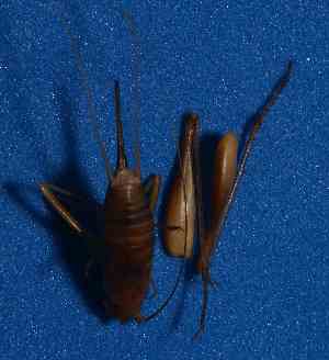  (Phalangopsidae - BCMS-0326)  @12 [ ] Unspecified (default): All Rights Reserved  Unspecified Unspecified