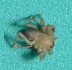  ( - BCMS-0594)  @12 [ ] Unspecified (default): All Rights Reserved  Unspecified Unspecified