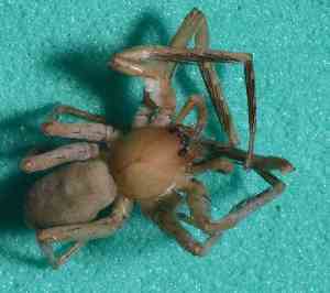  ( - BCMS-0595)  @12 [ ] Unspecified (default): All Rights Reserved  Unspecified Unspecified