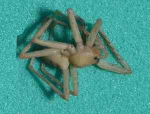  ( - BCMS-0596)  @12 [ ] Unspecified (default): All Rights Reserved  Unspecified Unspecified