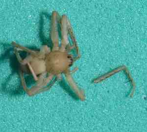  ( - BCMS-0597)  @12 [ ] Unspecified (default): All Rights Reserved  Unspecified Unspecified