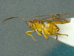  (Ypsilonigaster - CNC878531)  @11 [ ] CreativeCommons - Attribution Share-Alike (2018) Unspecified Canadian National Collection of Insects, Arachnids and Nematodes