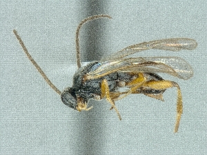  (Cotesia sp. cf. melitaearum - CNC988234)  @11 [ ] CreativeCommons - Attribution Share-Alike (2018) Unspecified Canadian National Collection of Insects, Arachnids and Nematodes