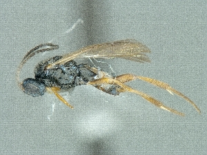  (Cotesia cf. glabrata - CNC990182)  @13 [ ] CreativeCommons - Attribution Share-Alike (2018) Unspecified Canadian National Collection of Insects, Arachnids and Nematodes
