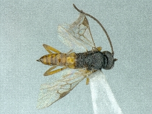  (Cotesia hispanica - CNCHYM45365)  @12 [ ] CreativeCommons - Attribution Share-Alike (2018) Unspecified Canadian National Collection of Insects, Arachnids and Nematodes