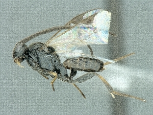  (Cotesia cf. neustriae - CNCHYM45368)  @13 [ ] CreativeCommons - Attribution Share-Alike (2018) Unspecified Canadian National Collection of Insects, Arachnids and Nematodes