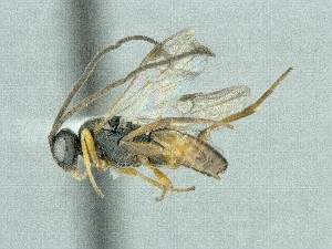  (Cotesia cf. ruficrus - CNCHYM45375)  @12 [ ] CreativeCommons - Attribution Share-Alike (2018) Unspecified Canadian National Collection of Insects, Arachnids and Nematodes