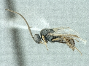  (Cotesia cf. astrarches - CNCHYM49285)  @13 [ ] CreativeCommons - Attribution Share-Alike (2018) Unspecified Canadian National Collection of Insects, Arachnids and Nematodes