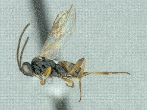  (Cotesia cf. callimone - CNCHYM49333)  @11 [ ] CreativeCommons - Attribution Share-Alike (2018) Unspecified Canadian National Collection of Insects, Arachnids and Nematodes