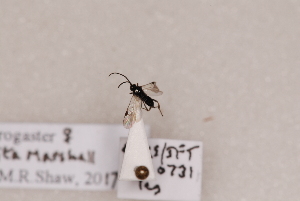  ( - MRS_JFT0731)  @12 [ ] CreativeCommons - Attribution Share-Alike (2018) Unspecified Canadian National Collection of Insects, Arachnids and Nematodes