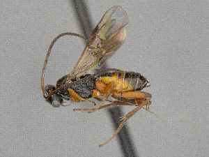  ( - CNC940198)  @11 [ ] CreativeCommons - Attribution Share-Alike (2018) Unspecified Canadian National Collection of Insects, Arachnids and Nematodes