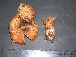  (Cortinarius squamulosus - F17036)  @11 [ ] CreativeCommons - Attribution Non-Commercial Share-Alike (2010) Mycology Division, Royal Ontario Museum Royal Ontario Museum