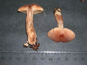  ( - F17062)  @11 [ ] CreativeCommons - Attribution Non-Commercial Share-Alike (2010) Mycology Division, Royal Ontario Museum Royal Ontario Museum