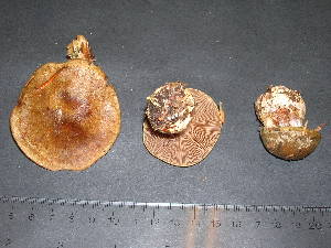 ( - F17063)  @11 [ ] CreativeCommons - Attribution Non-Commercial Share-Alike (2010) Mycology Division, Royal Ontario Museum Royal Ontario Museum