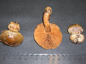  ( - F17063)  @11 [ ] CreativeCommons - Attribution Non-Commercial Share-Alike (2010) Mycology Division, Royal Ontario Museum Royal Ontario Museum