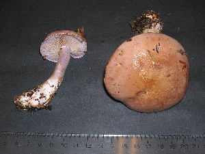  (Cortinarius spadicellus - F17064)  @11 [ ] CreativeCommons - Attribution Non-Commercial Share-Alike (2010) Mycology Division, Royal Ontario Museum Royal Ontario Museum