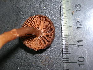  ( - F17079)  @11 [ ] CreativeCommons - Attribution Non-Commercial Share-Alike (2010) Mycology Division, Royal Ontario Museum Royal Ontario Museum