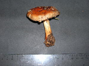  (Cortinarius cupreorufus - F17092)  @11 [ ] CreativeCommons - Attribution Non-Commercial Share-Alike (2010) Mycology Division, Royal Ontario Museum Royal Ontario Museum