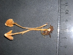  (Cortinarius acutovelatus - F17093)  @11 [ ] CreativeCommons - Attribution Non-Commercial Share-Alike (2010) Mycology Division, Royal Ontario Museum Royal Ontario Museum