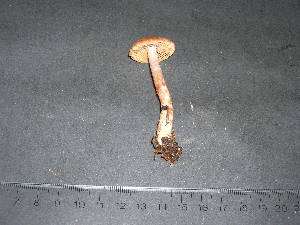  (Cortinarius boulderensis - F17100)  @11 [ ] CreativeCommons - Attribution Non-Commercial Share-Alike (2010) Mycology Division, Royal Ontario Museum Royal Ontario Museum