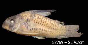  (Corydoras ambiacus - LBPV 57769)  @15 [ ] CreativeCommons - Attribution (2013) Claudio de Oliveira Laboratório de Biologia e Genética de Peixes - UNESP - Botucatu