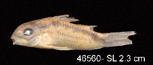  (Corydoras urucu - LBPV 46550)  @15 [ ] CreativeCommons - Attribution (2013) Claudio de Oliveira Laboratório de Biologia e Genética de Peixes - UNESP - Botucatu