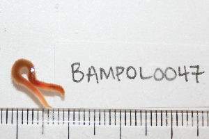  ( - BAMPOL0047)  @12 [ ] CreativeCommons - Attribution (2008) CBG Photography Group Centre for Biodiversity Genomics