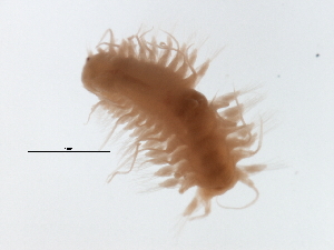  ( - BAMPOL0080)  @12 [ ] CreativeCommons - Attribution (2008) CBG Photography Group Centre for Biodiversity Genomics