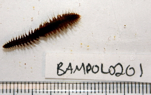 ( - BAMPOL0201)  @12 [ ] CreativeCommons - Attribution (2010) CBG Photography Group Centre for Biodiversity Genomics