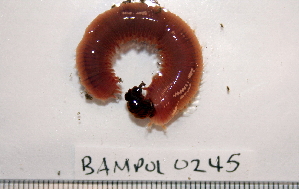  (Glycera sp. CMC03 - BAMPOL0245)  @11 [ ] CreativeCommons - Attribution (2010) CBG Photography Group Centre for Biodiversity Genomics