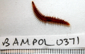  ( - BAMPOL0371)  @13 [ ] CreativeCommons - Attribution (2010) CBG Photography Group Centre for Biodiversity Genomics