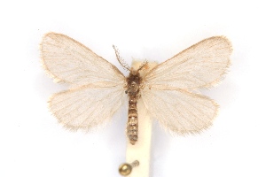  ( - BC-EH-R106)  @11 [ ] Copyright (2010) Erwin Hauser Research Collection of Erwin Hauser
