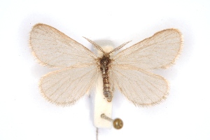  ( - BC-EH-R107)  @11 [ ] Copyright (2010) Erwin Hauser Research Collection of Erwin Hauser