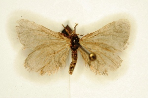  ( - BC-EH-R07)  @11 [ ] Copyright (2010) Erwin Hauser Research Collection of Erwin Hauser