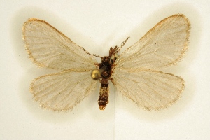  ( - BC-EH-R08)  @11 [ ] Copyright (2010) Erwin Hauser Research Collection of Erwin Hauser