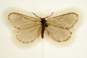  ( - BC-EH-R09)  @11 [ ] Copyright (2010) Erwin Hauser Research Collection of Erwin Hauser