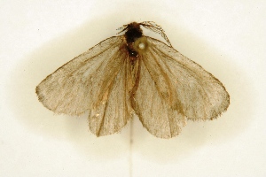  ( - BC-EH-R67)  @13 [ ] Copyright (2010) Erwin Hauser Research Collection of Erwin Hauser