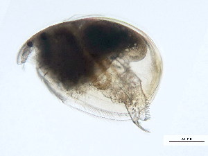  (Flavalona - 10BBPLANK-0138)  @14 [ ] CreativeCommons - Attribution (2010) CBG Photography Group Centre for Biodiversity Genomics