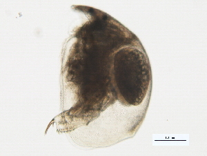  (Ovalona - 10BBPLANK-0191)  @12 [ ] CreativeCommons - Attribution (2010) CBG Photography Group Centre for Biodiversity Genomics