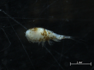  ( - 09BBCRU-0131)  @12 [ ] CreativeCommons - Attribution (2010) CBG Photography Group Centre for Biodiversity Genomics